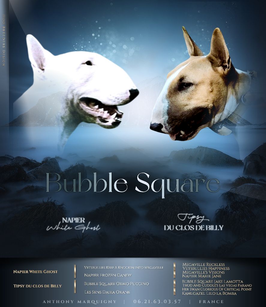 chiot Bull Terrier Bubble Square