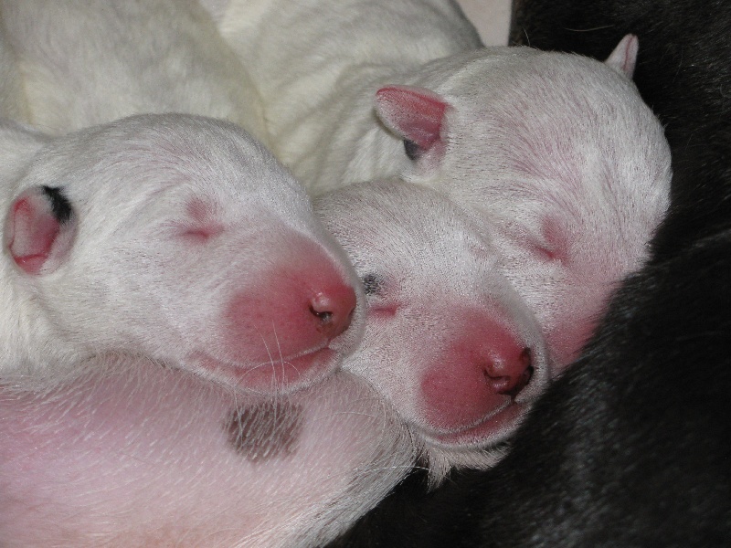 Bubble Square - Bull Terrier - Portée née le 01/07/2012