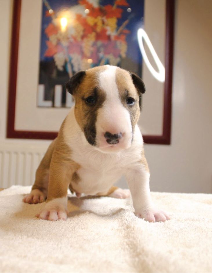 Bubble Square - Chiot disponible  - Bull Terrier