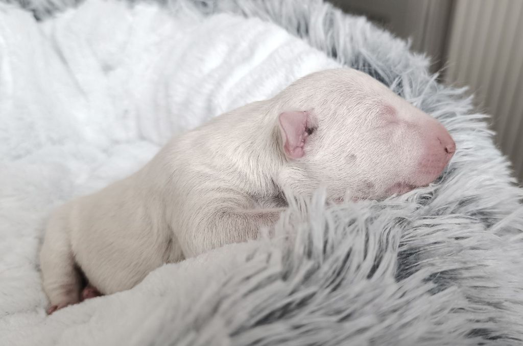 Bubble Square - Chiot disponible  - Bull Terrier