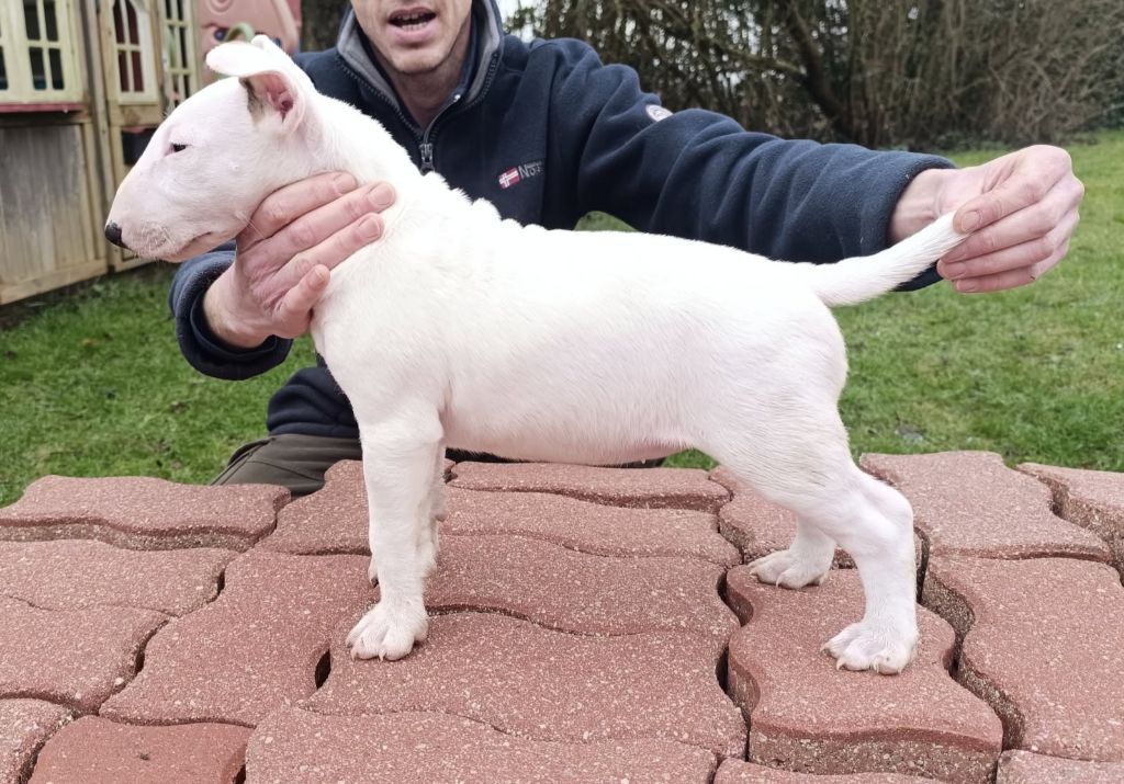 Bubble Square - Chiot disponible  - Bull Terrier