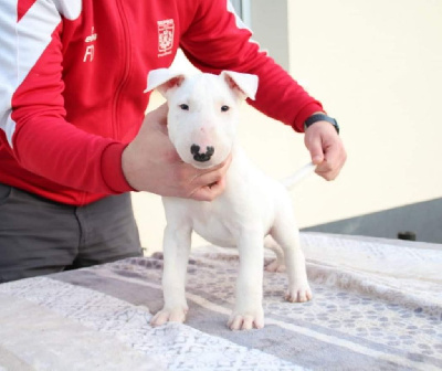 Bubble Square - Bull Terrier - Portée née le 25/12/2022