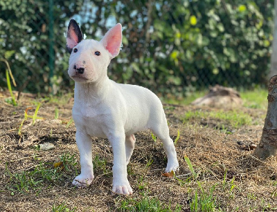 Bubble Square - Bull Terrier - Portée née le 21/07/2022