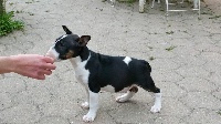 Bubble Square - Bull Terrier - Portée née le 10/03/2015