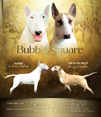 Bubble Square - Bull Terrier - Portée née le 15/07/2024