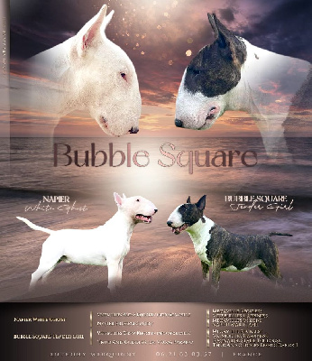 Bubble Square - Bull Terrier - Portée née le 27/08/2024