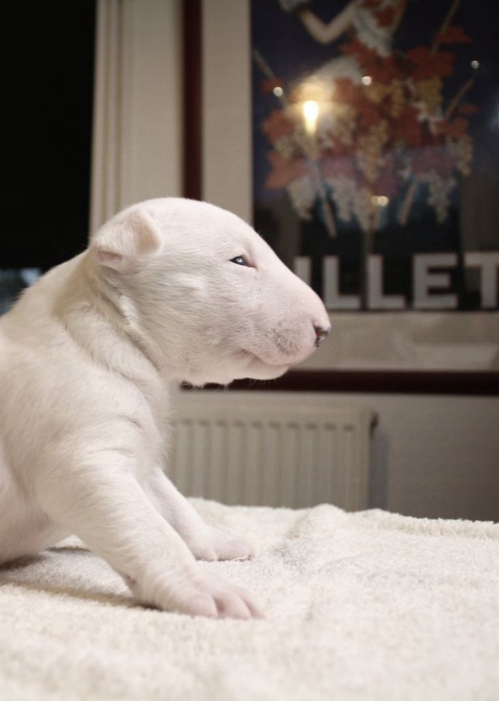 Bubble Square - Chiot disponible  - Bull Terrier