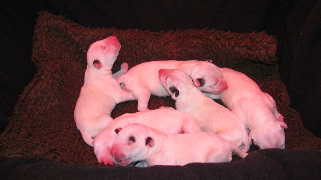 Bubble Square - Bull Terrier - Portée née le 19/05/2017