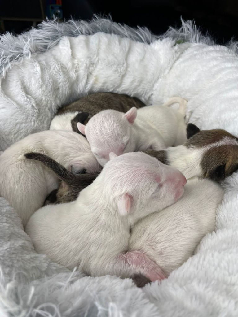 chiot Bull Terrier Bubble Square