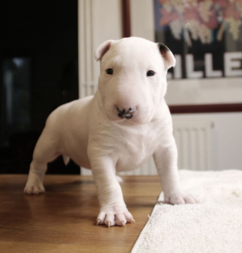 Bubble Square - Chiot disponible  - Bull Terrier