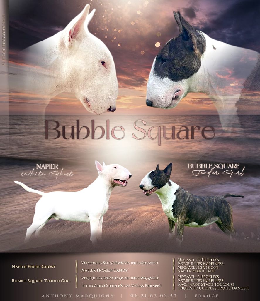 chiot Bull Terrier Bubble Square