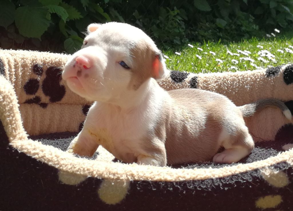 Bubble Square - American Staffordshire Terrier - Portée née le 28/04/2018