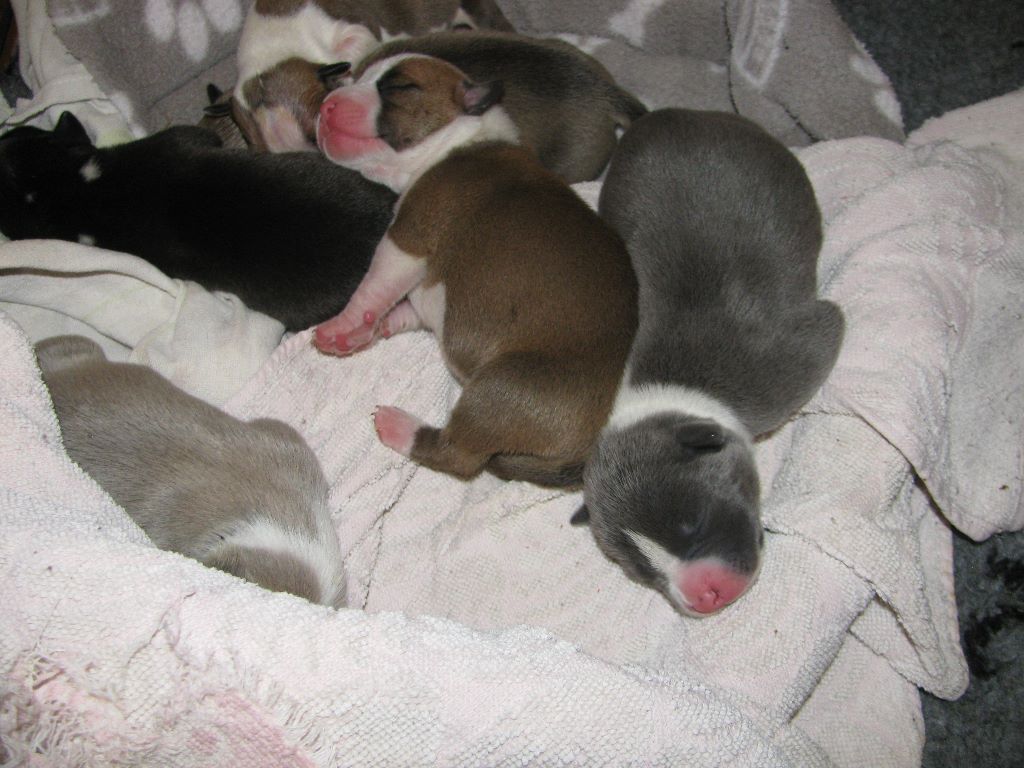 Bubble Square - American Staffordshire Terrier - Portée née le 13/09/2017