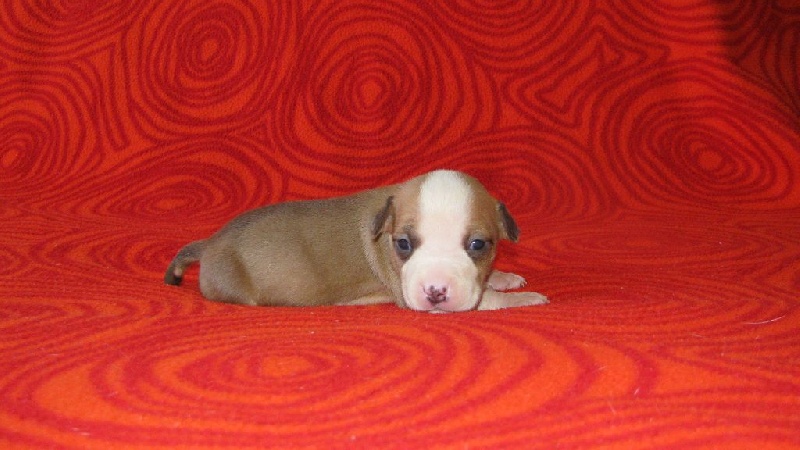 Bubble Square - American Staffordshire Terrier - Portée née le 13/09/2015