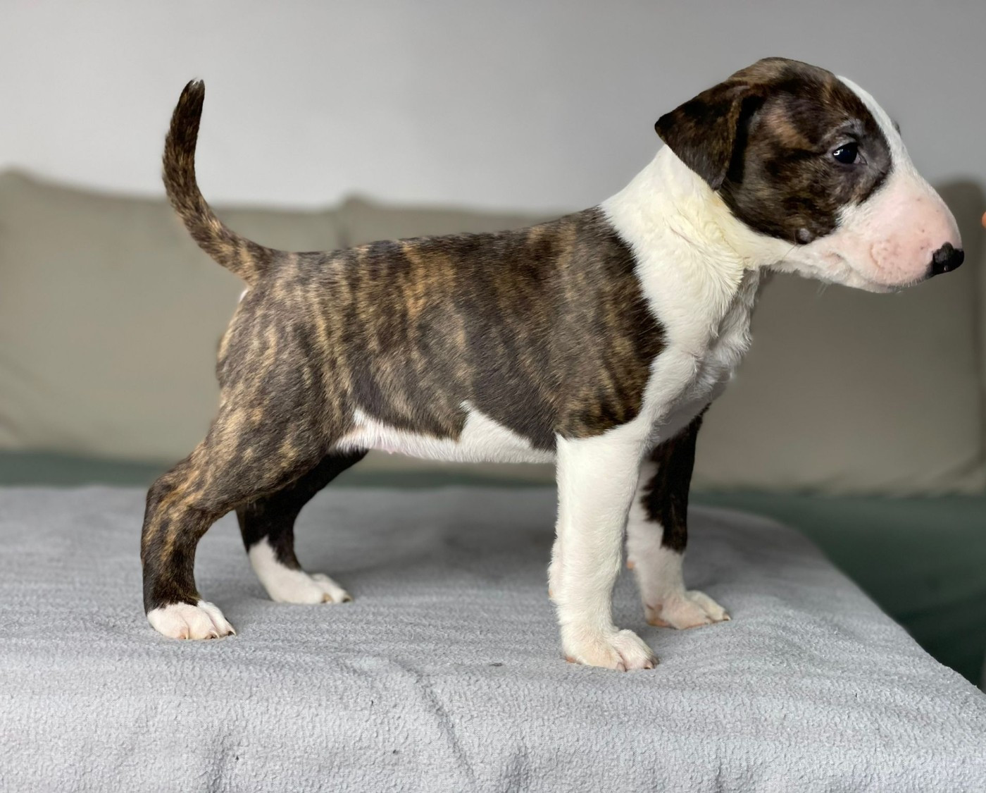 Bubble Square - Chiots disponibles - Bull Terrier