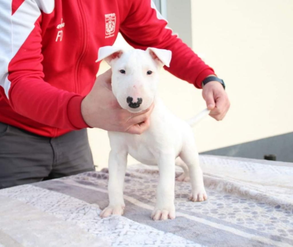 Bubble Square - Bull Terrier - Portée née le 25/12/2022