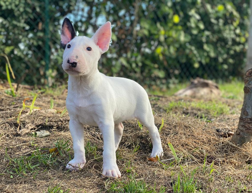 Bubble Square - Bull Terrier - Portée née le 21/07/2022