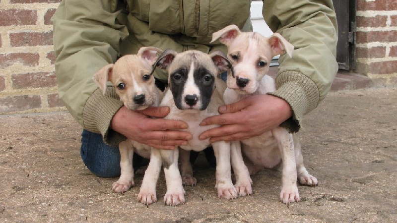 Bubble Square - American Staffordshire Terrier - Portée née le 28/10/2015