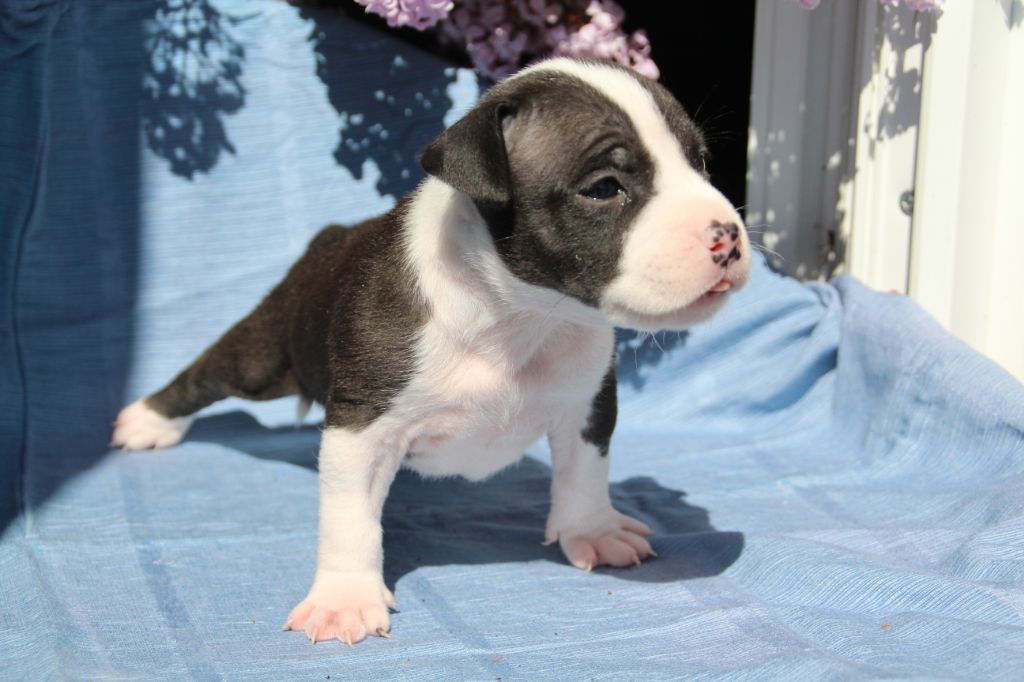 Bubble Square - American Staffordshire Terrier - Portée née le 17/03/2020