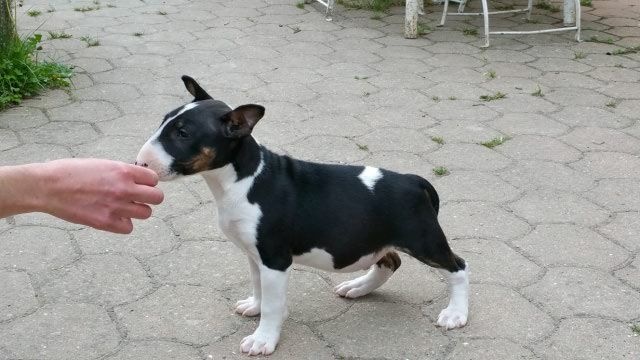Bubble Square - Bull Terrier - Portée née le 10/03/2015