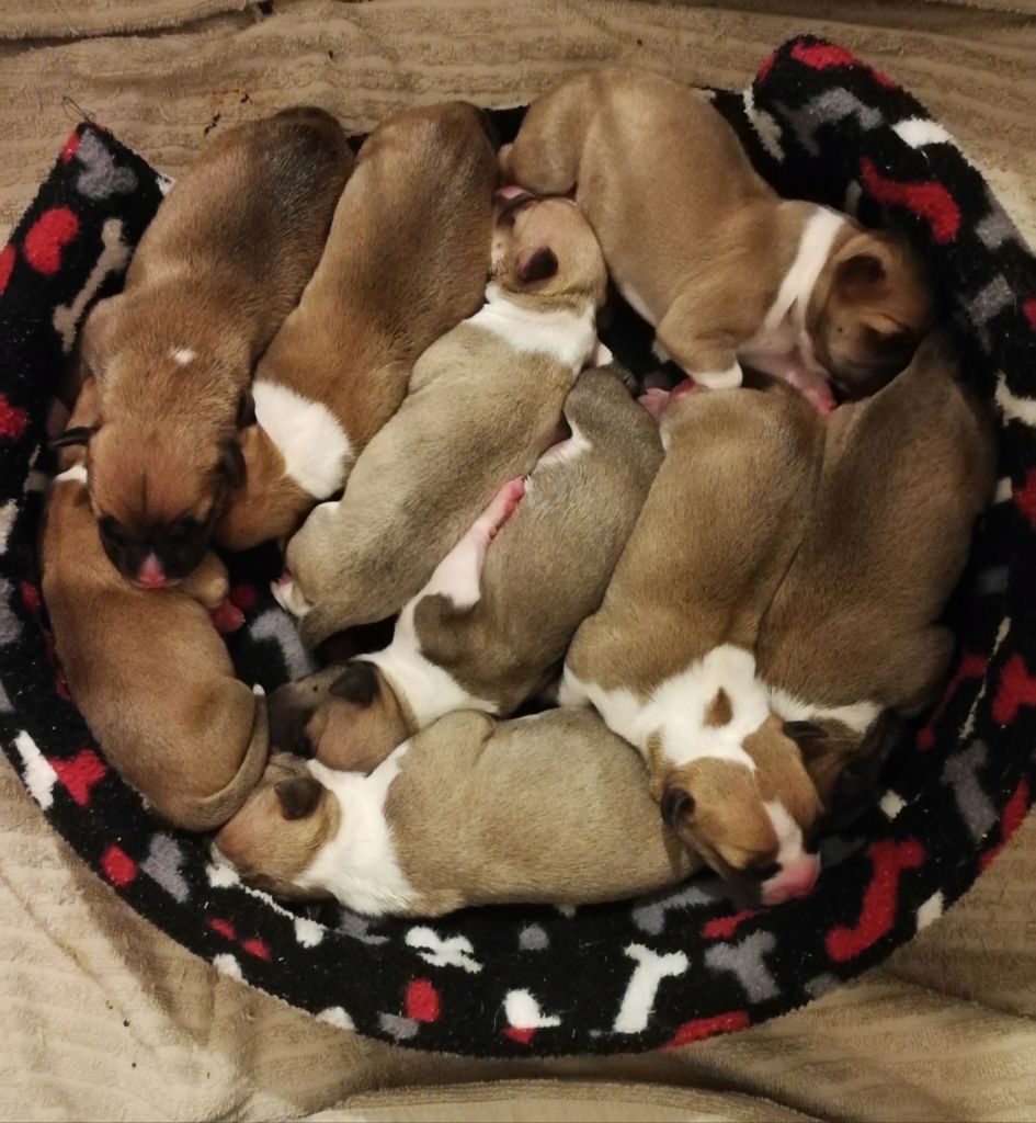 Bubble Square - American Staffordshire Terrier - Portée née le 11/08/2019