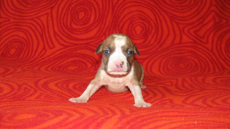 Bubble Square - American Staffordshire Terrier - Portée née le 13/09/2015