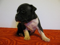 CHIOT