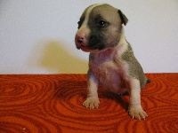CHIOT