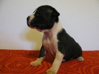 CHIOT