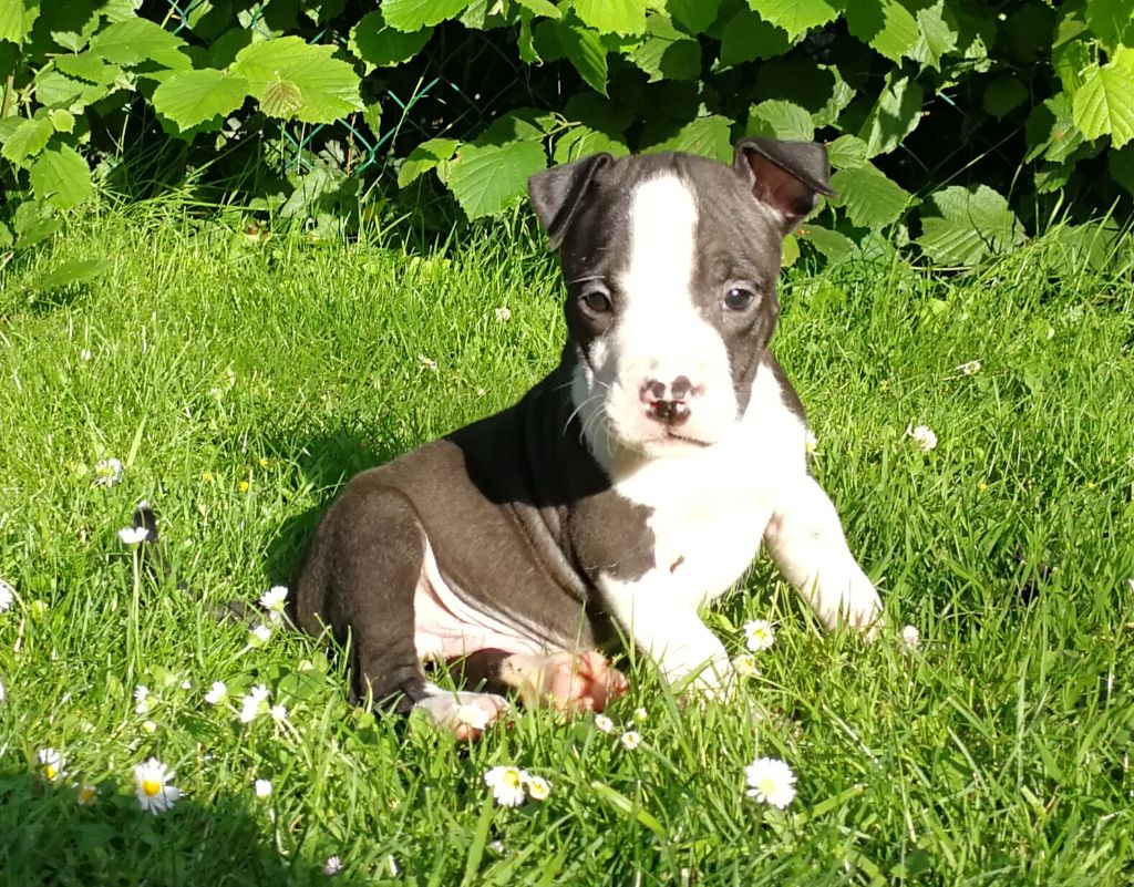 Bubble Square - American Staffordshire Terrier - Portée née le 28/04/2018